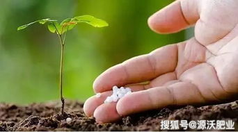 源沃肥業提示 提高果園土壤有機質的5大途徑